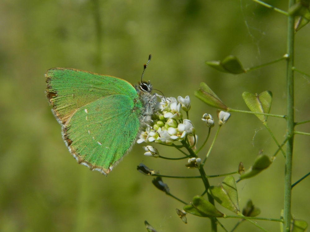 Callophrys rubi